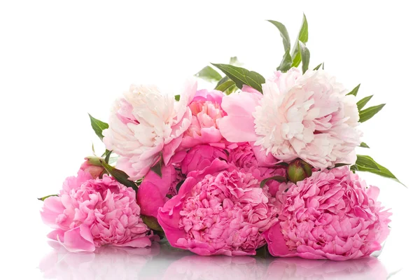 Beautiful pink peonies — Stock Photo, Image