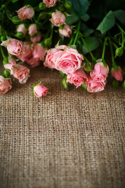 Rosas cor de rosa — Fotografia de Stock