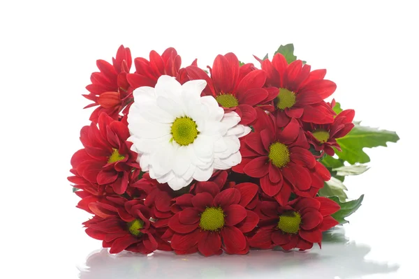 Schöne rot blühende Chrysantheme — Stockfoto