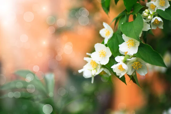 Zweig blühender Jasmin — Stockfoto