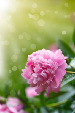 güzel çiçek açan Şakayık 