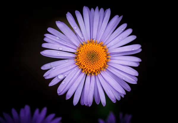 Красива квітуча фіолетова ромашка — стокове фото