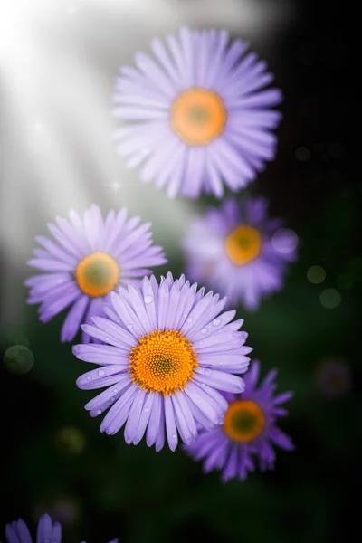 Hermosa florecimiento margarita púrpura Imagen de stock