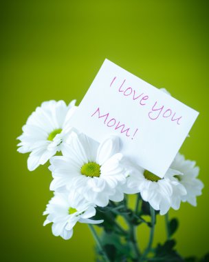 güzel beyaz çiçeklerin Kasımpatı,