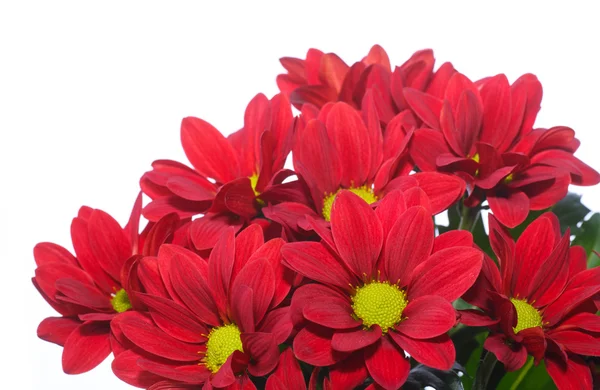 güzel kırmızı çiçek açan krizantem 