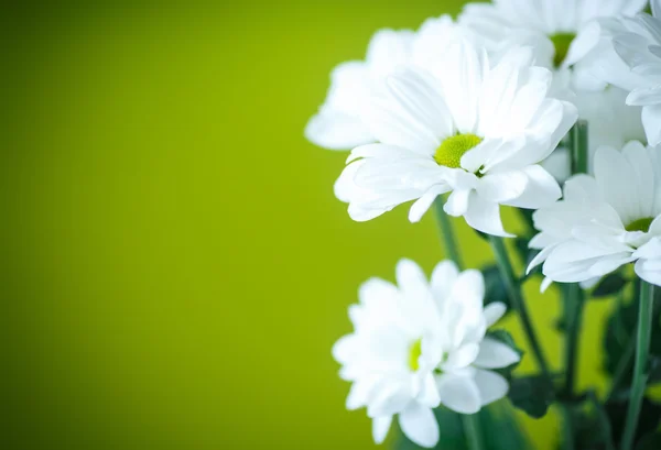 Schöne weiße Blüten der Chrysantheme, — Stockfoto