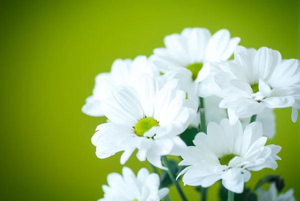 Vackra vita blommor av krysantemum, — Stockfoto