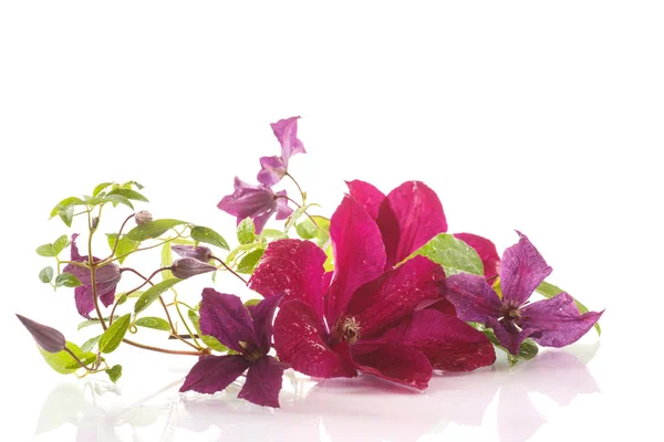 Beautiful blooming clematis — Stock Photo, Image