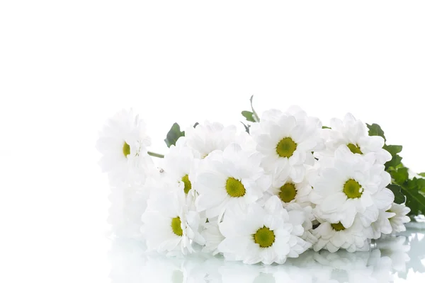 Blooming white chrysanthemums — Stock Photo, Image
