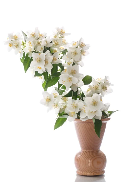 Pobočka kvetoucí Jasmín — Stock fotografie