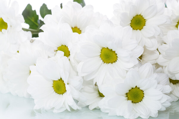 blooming white chrysanthemums