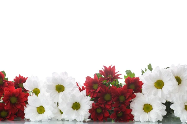 Crisantemos rojos y blancos —  Fotos de Stock
