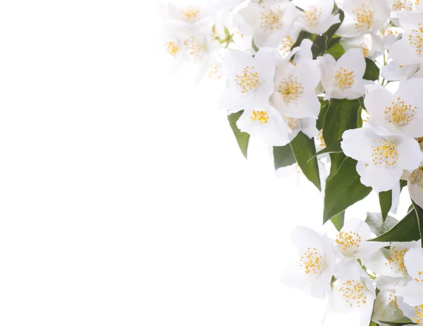 Jasmin hvit blomst – stockfoto