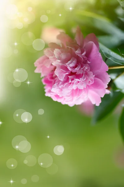 Blooming peony — Stock Photo, Image