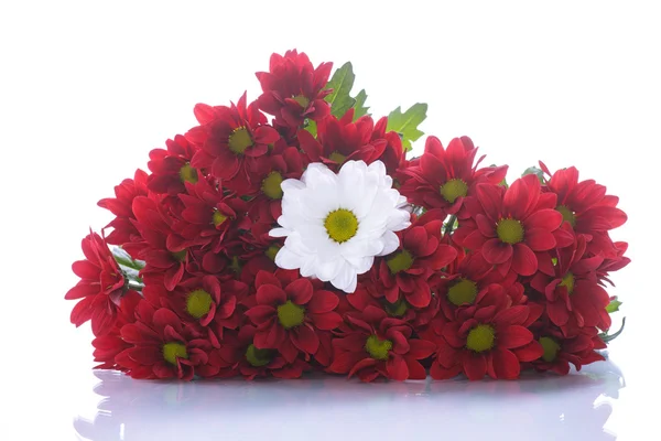 Red and white chrysanthemums — Stock Photo, Image