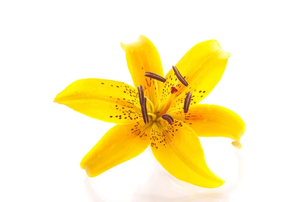 Красиві квітуча Лілія Стокове Зображення