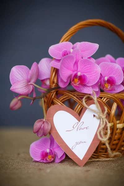 Vackra lila phalaenopsis blommor — Stockfoto