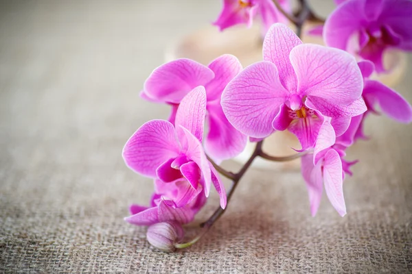 Belles fleurs phalaenopsis violet — Photo