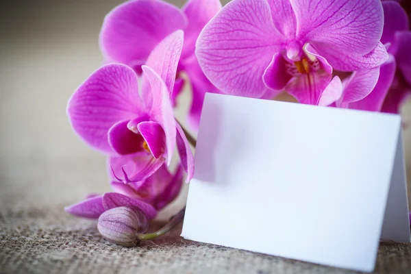 Bellissimi fiori viola phalaenopsis — Foto Stock