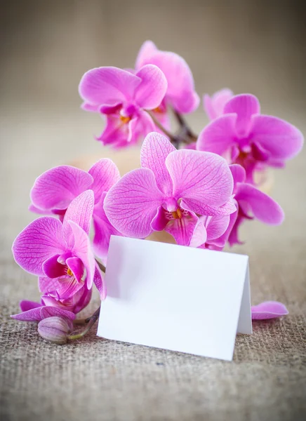 Hermosas flores phalaenopsis púrpura — Foto de Stock