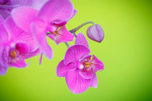 Mooie paarse phalaenopsis bloemen — Stockfoto