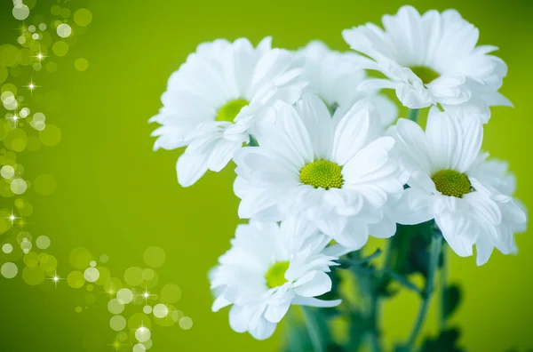 Mooie witte bloemen van chrysant — Stockfoto