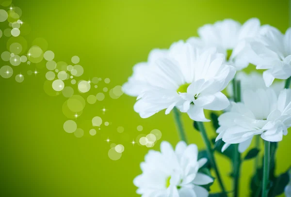 Schöne weiße Blüten der Chrysantheme — Stockfoto
