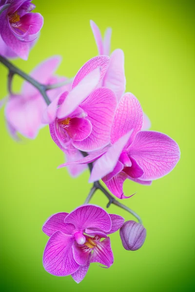 Belas flores falaenopsis roxo — Fotografia de Stock