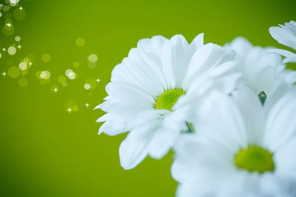 Belas flores brancas de crisântemo — Fotografia de Stock