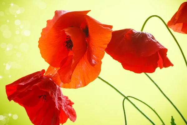 Coquelicots — Photo