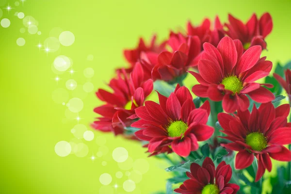 Beautiful red flowers of chrysanthemum — Stock Photo, Image