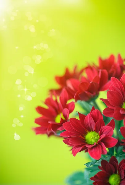 Belas flores vermelhas de crisântemo — Fotografia de Stock