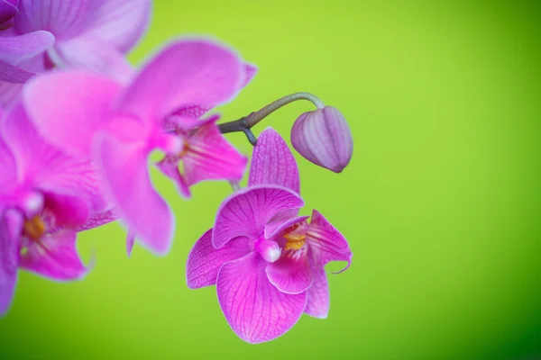 Hermosas flores phalaenopsis púrpura — Foto de Stock