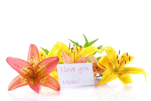 Beautiful  lily — Stock Photo, Image