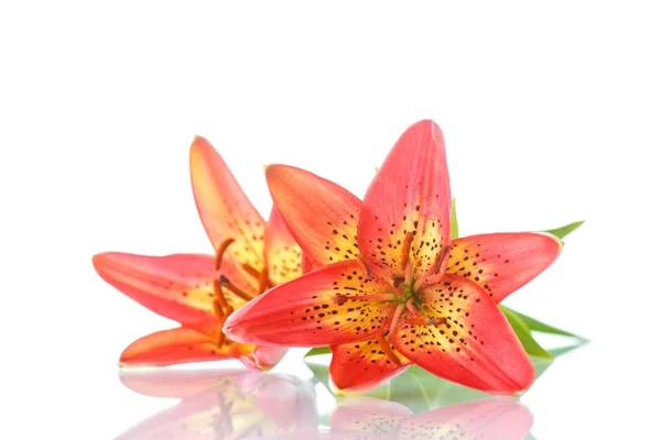 Beautiful  lily — Stock Photo, Image
