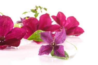 Güzel Çiçeklenme akasma