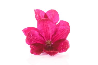 Güzel Çiçeklenme akasma