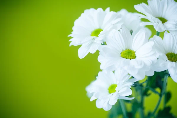 Belles fleurs blanches de chrysanthème — Photo