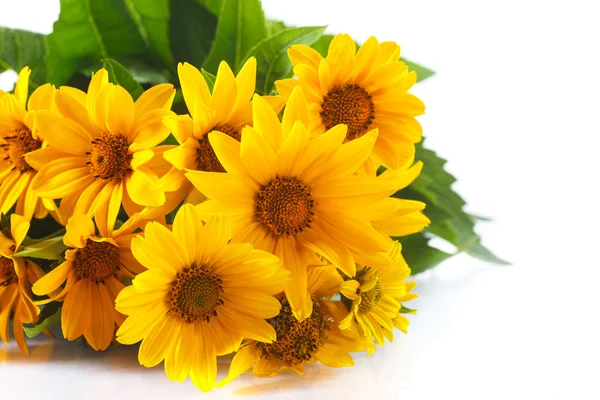 Ramo de flores de margarita amarilla — Foto de Stock