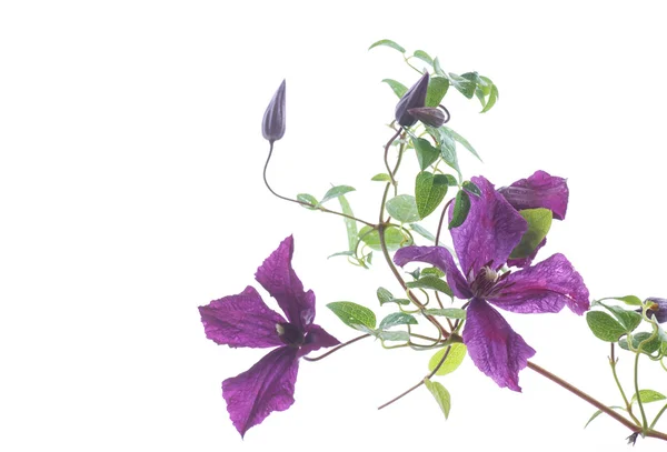 Vackra blommande clematis — Stockfoto