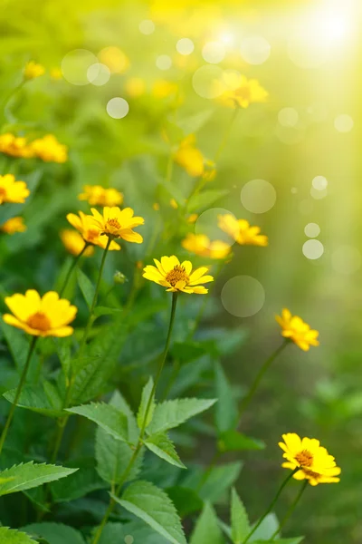 在阳光下的黄色雏菊 — 图库照片