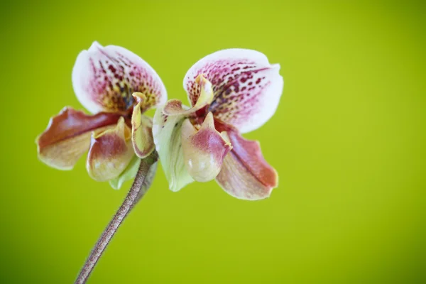 Orquídea de chinelo da senhora — Fotografia de Stock