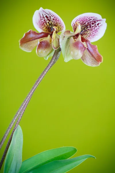 Dámská pantofle orchidej — Stock fotografie