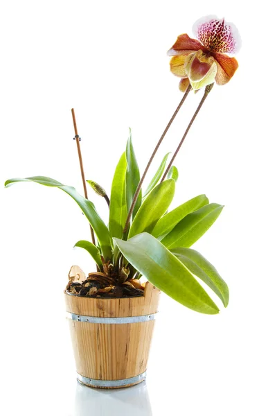 Orquídea de chinelo da senhora — Fotografia de Stock