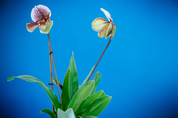 Orquídea de chinelo da senhora — Fotografia de Stock