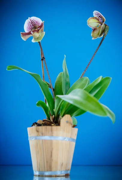 Orquídea de chinelo da senhora — Fotografia de Stock