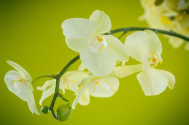 Güzel beyaz phalaenopsis çiçek
