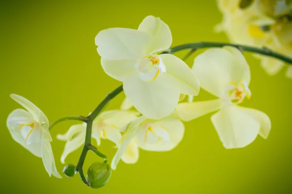 Belles fleurs blanches phalaenopsis — Photo