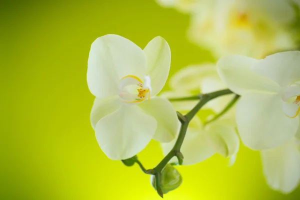Hermosas flores de phalaenopsis blanco — Foto de Stock