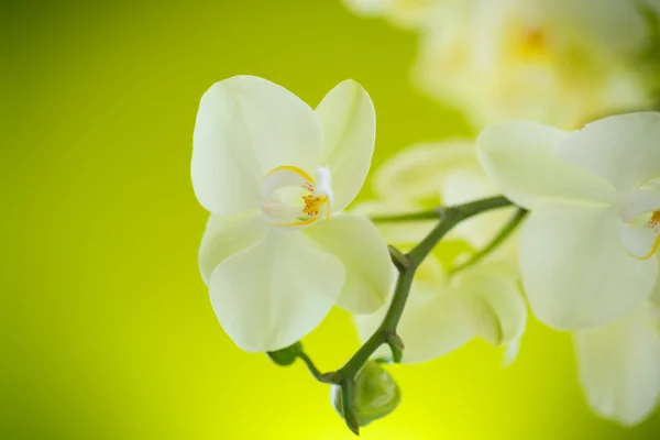 Belles fleurs blanches phalaenopsis — Photo